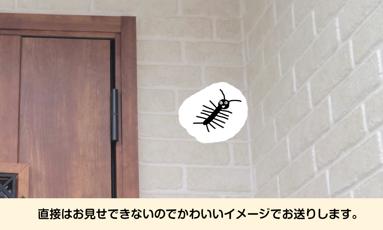 訪問者のお名前は「オオゲジ」。 ほぼ日本全土に生息している「ゲジ」は体長20~30mmですが、この「オオゲジ」はその名の通り体長45~65mmほどと倍の大きさがあります。