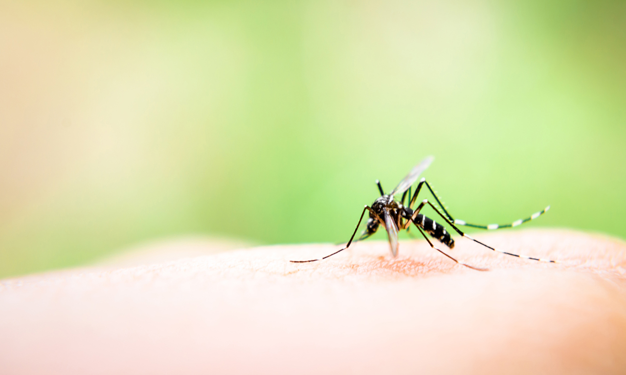 フジは夏になるといつも考えます。 「蚊」ってなんなの？（怒）と。ぷ〜んって飛ぶ虫だから「虫へん」に「文ぶん」なの？と。 