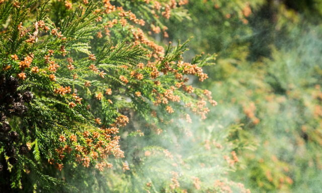 花粉を入れない換気方法とは？換気設備で快適な空間作りについて解説